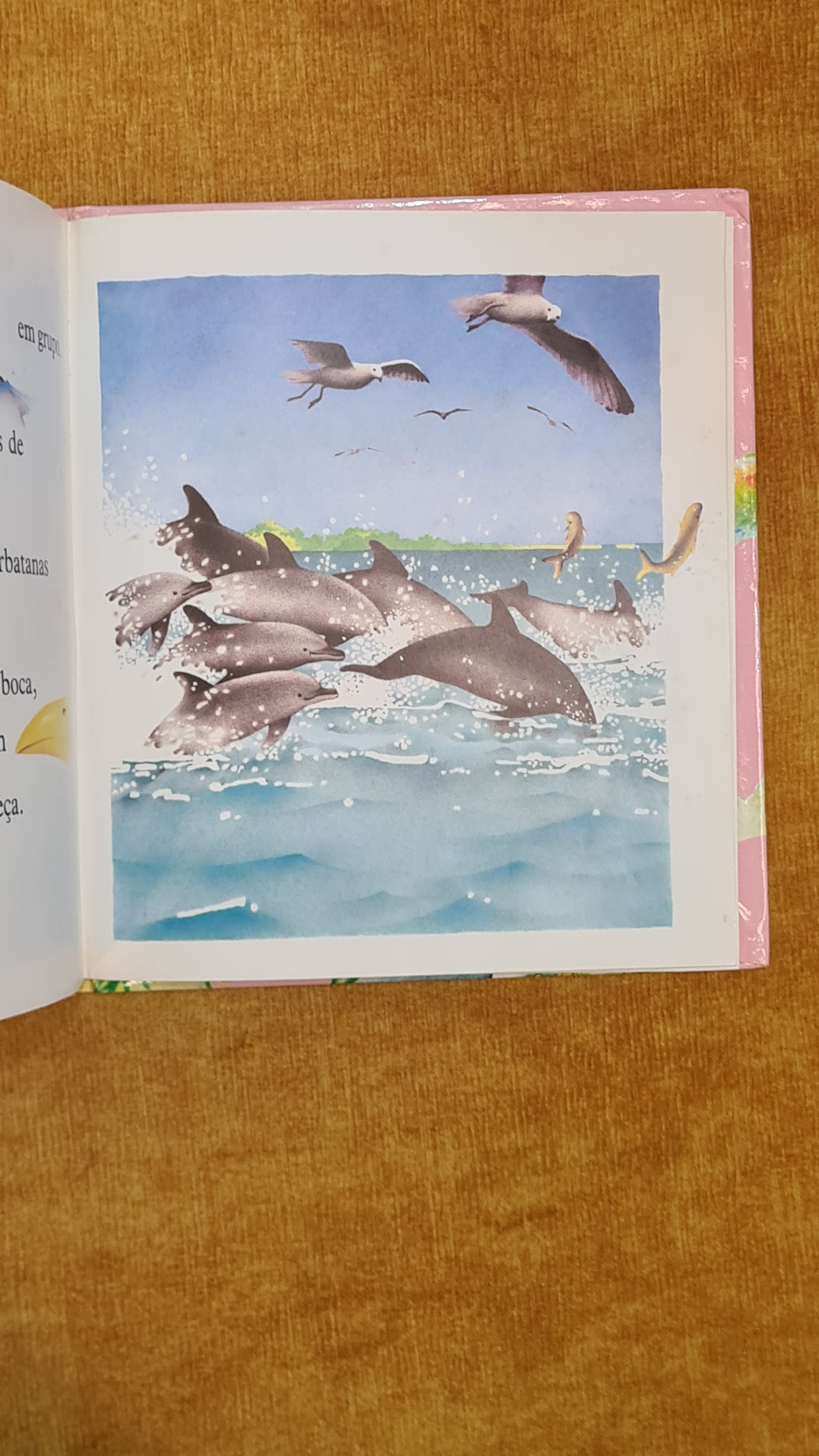 The Dolphin - Our Animal Friends 5