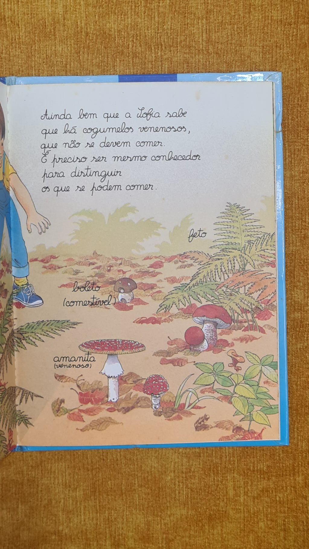 A walk in the woods - The little encyclopedia for ages 4 to 7 10