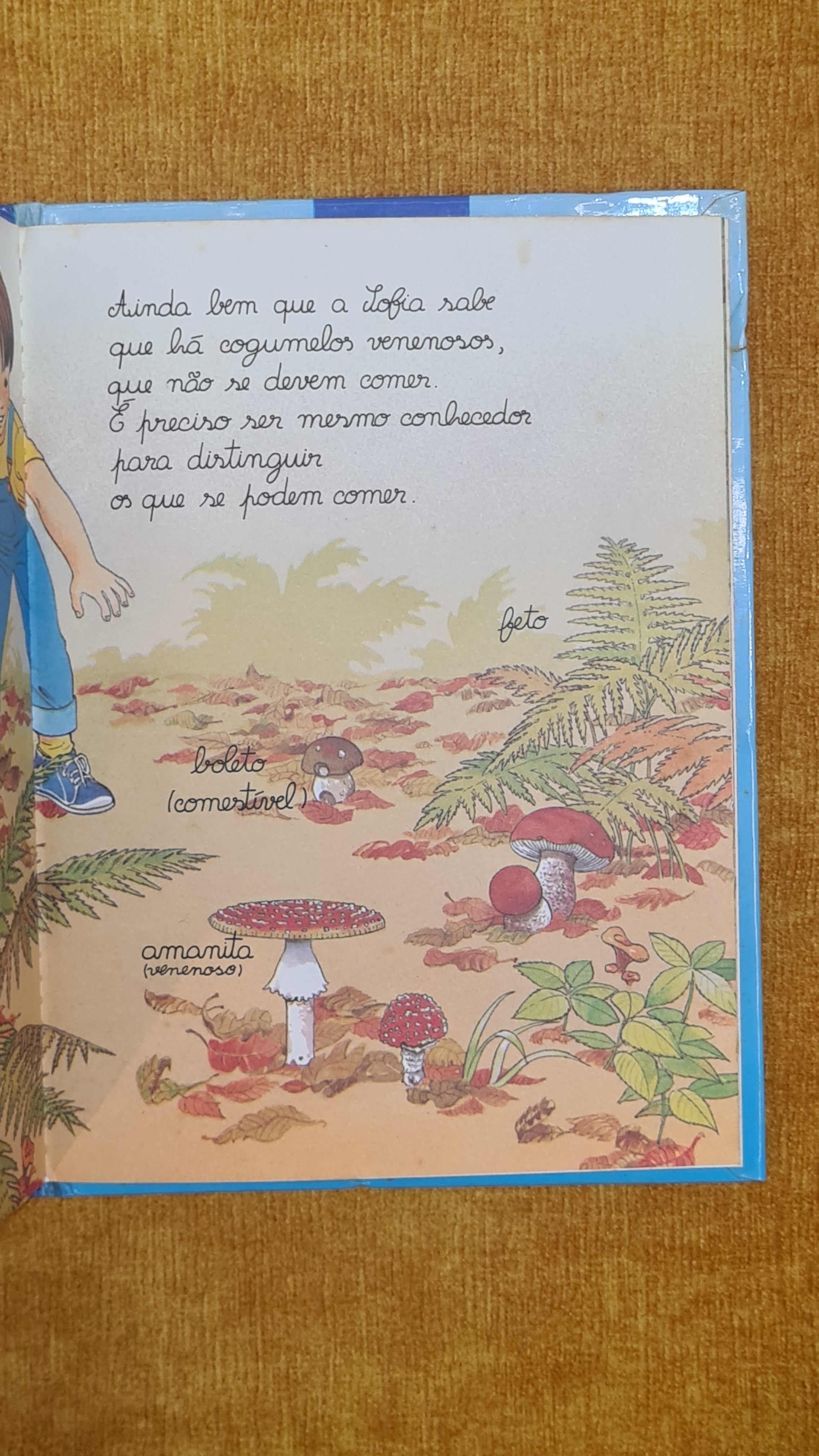 A walk in the woods - The little encyclopedia for ages 4 to 7 10