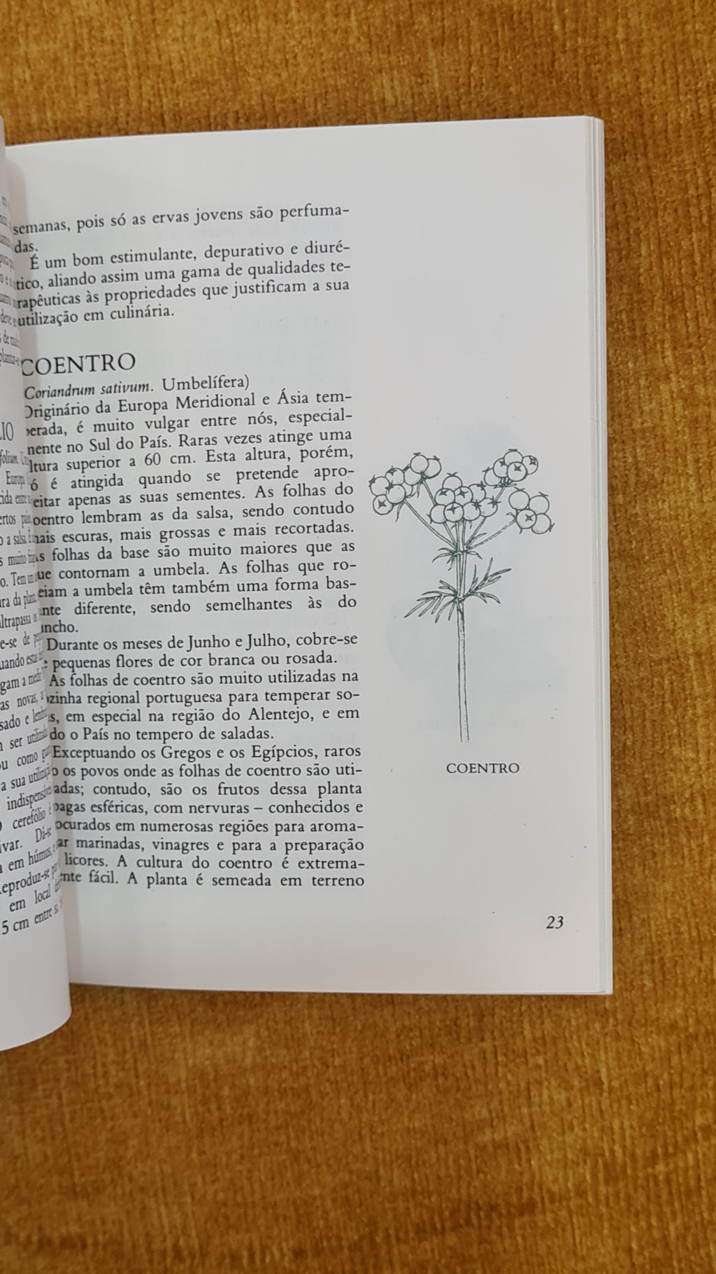 Segredos culinários das Ervas aromáticas