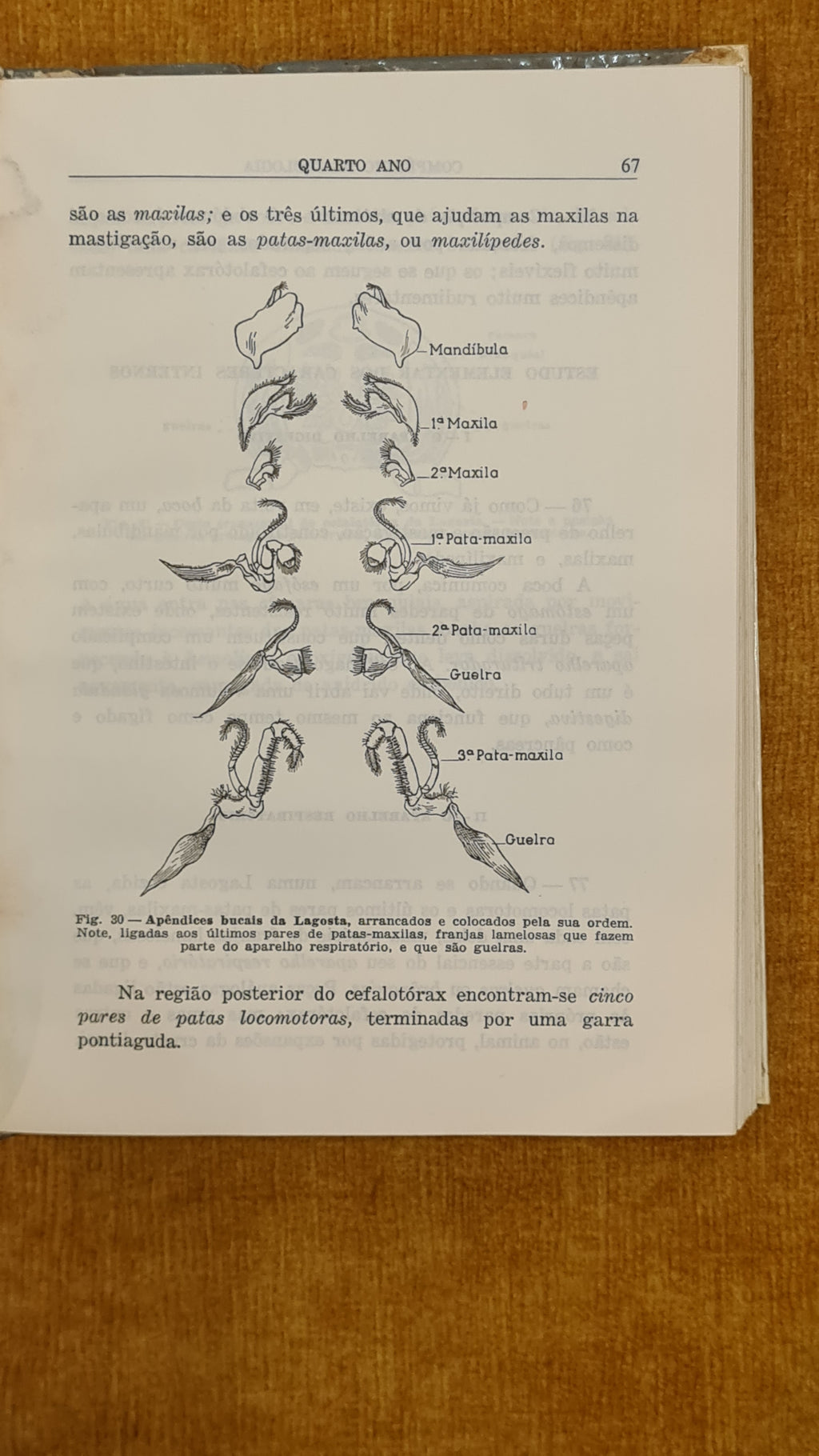 Compêndio de Zoologia 4-5º ano