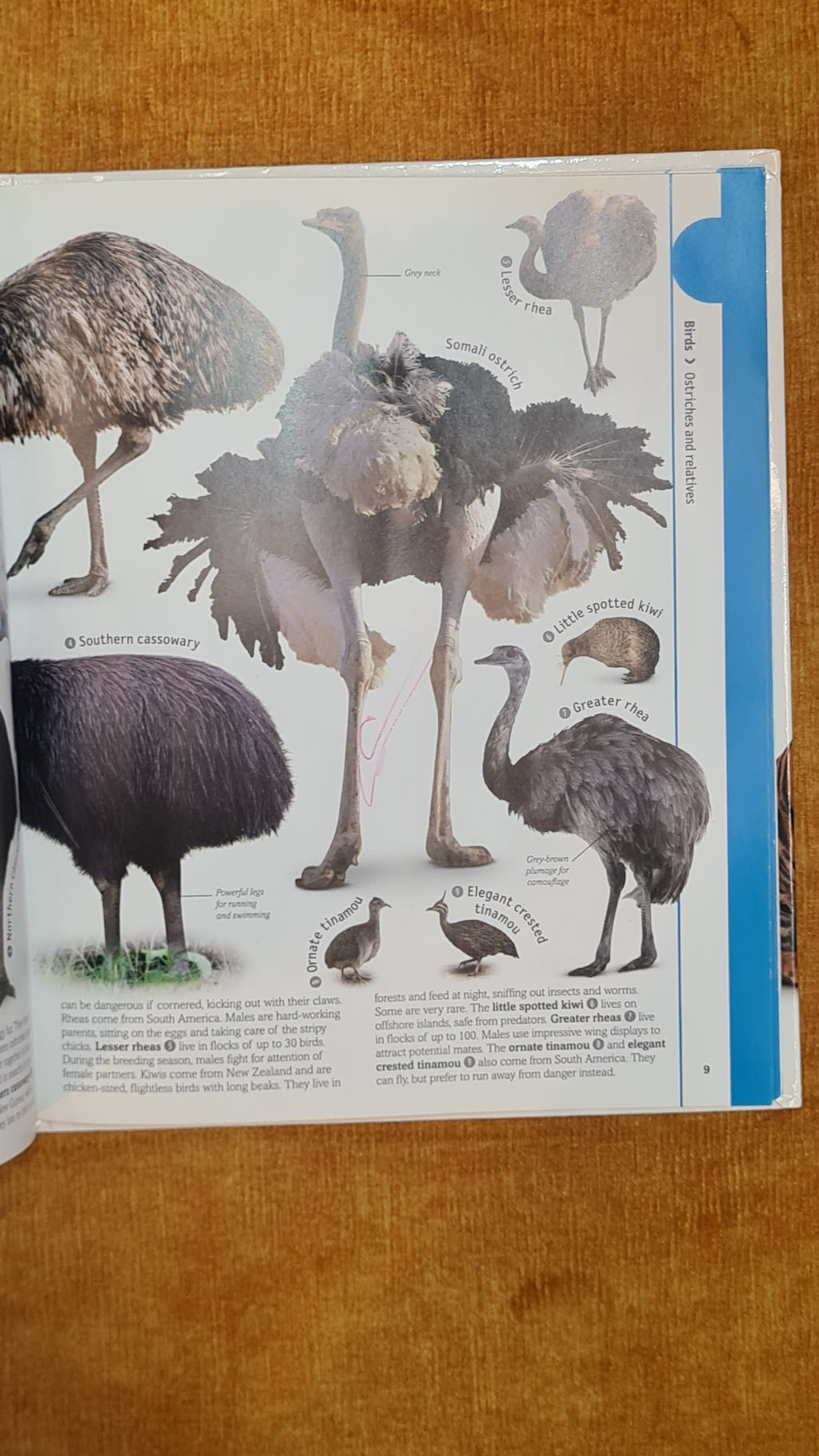 Birds: Parrots to Eagles