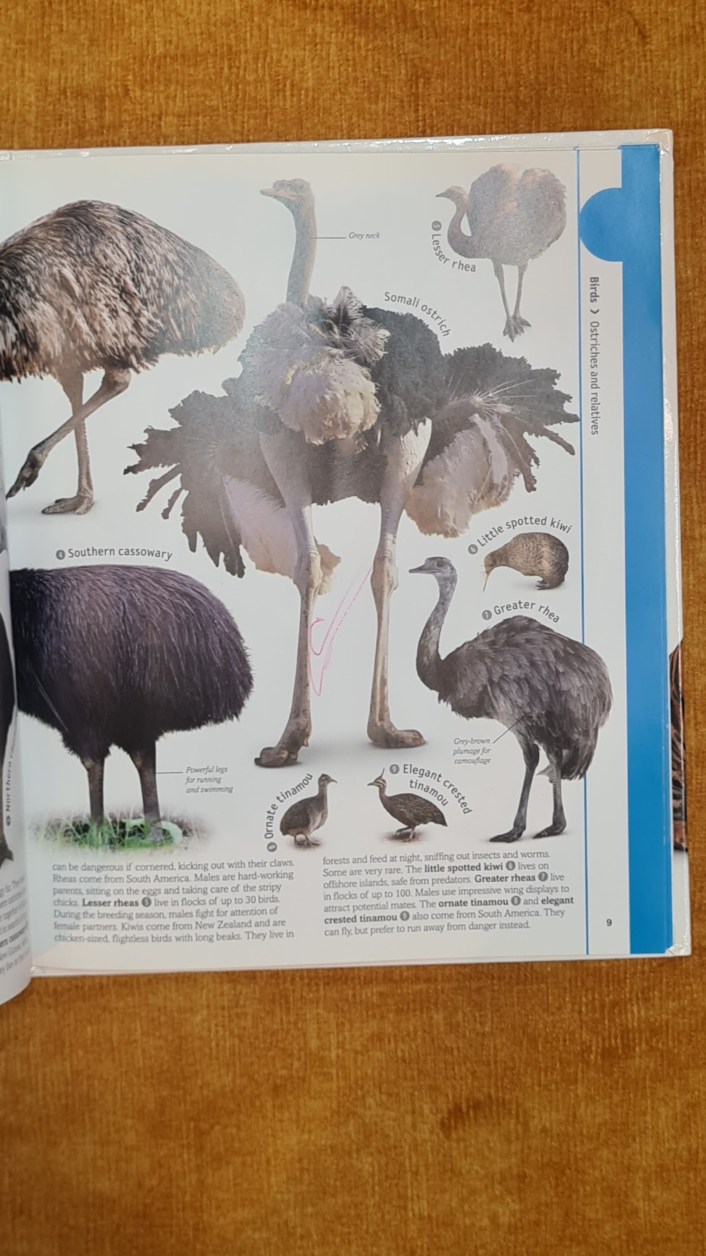 Birds: Parrots to Eagles