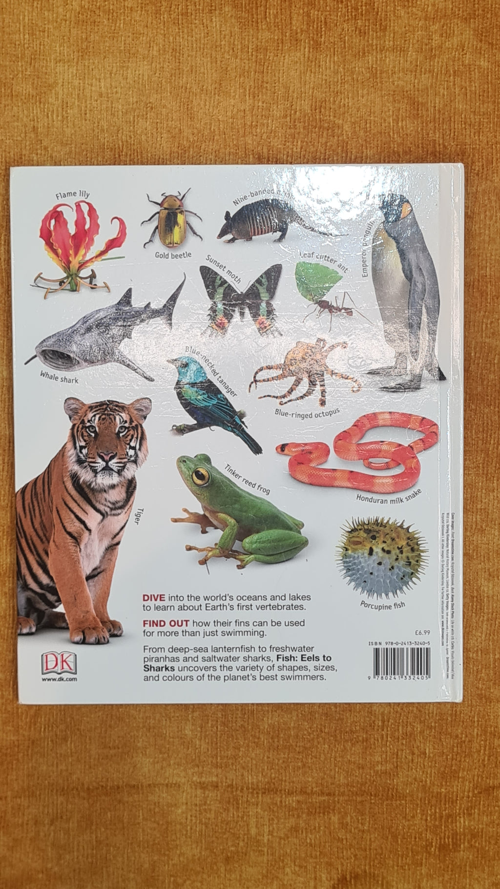 Fish: Eels to Sharks