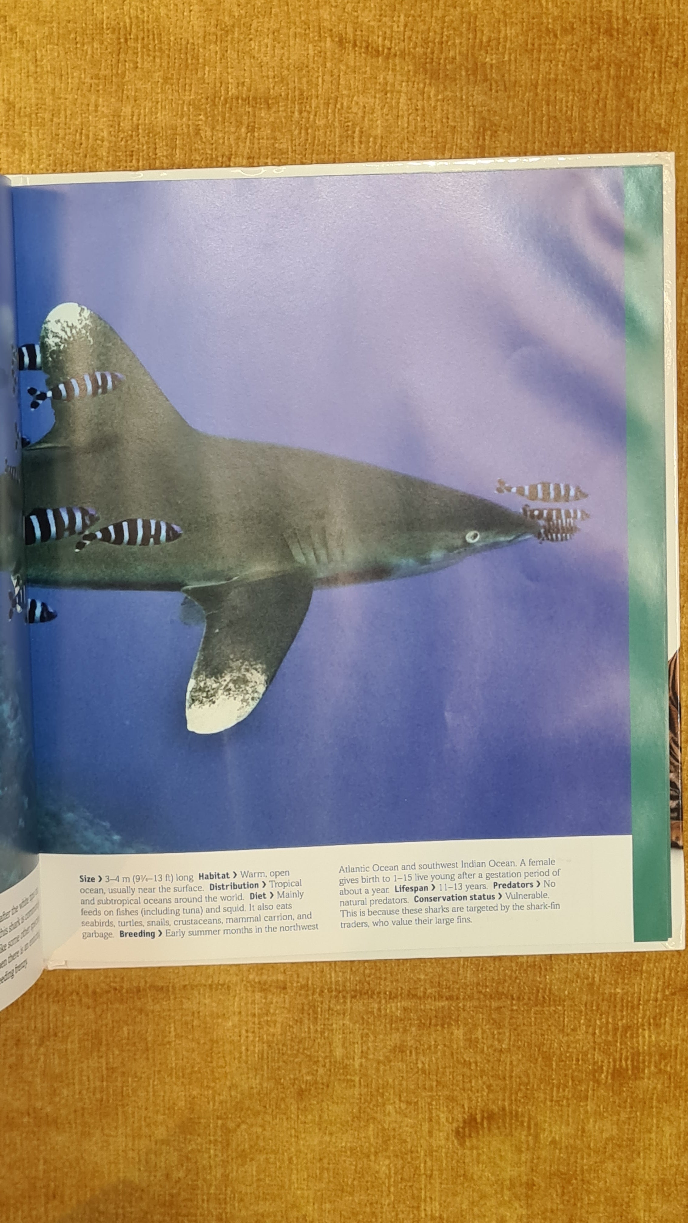 Fish: Eels to Sharks