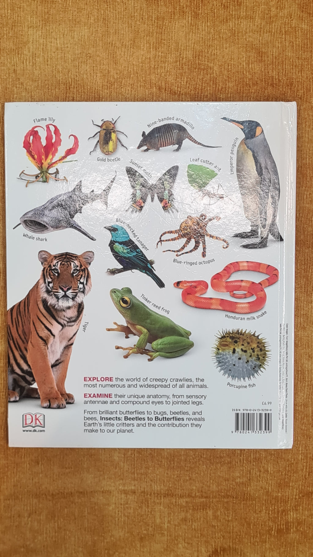 Insects: Beetles to Butterflies