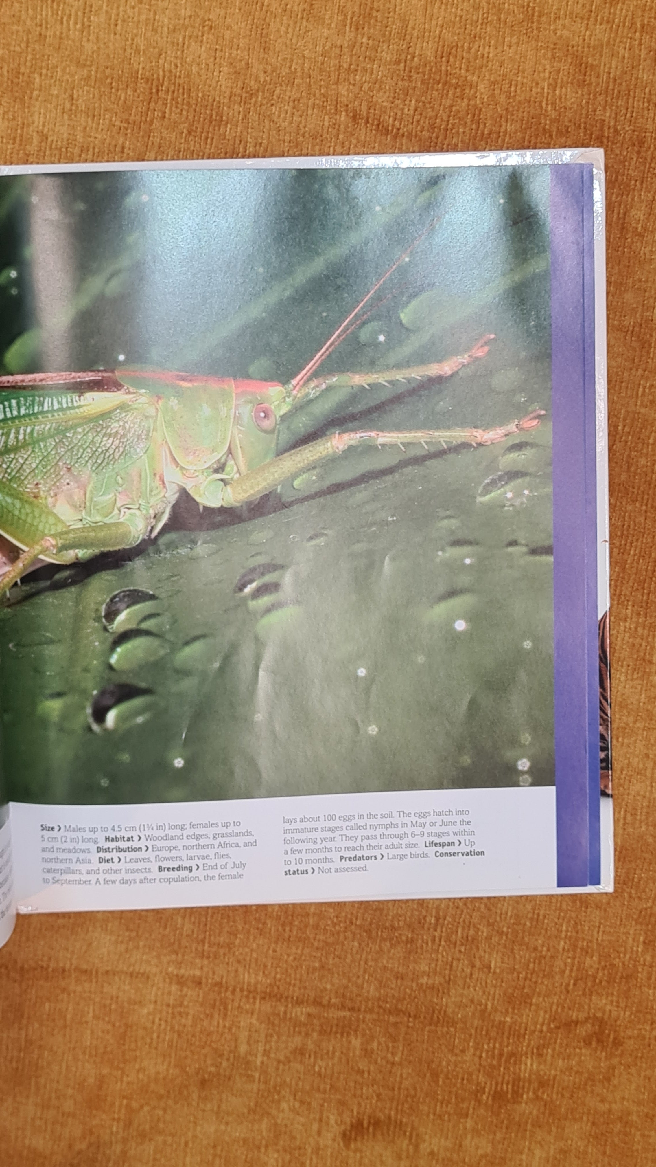 Insects: Beetles to Butterflies