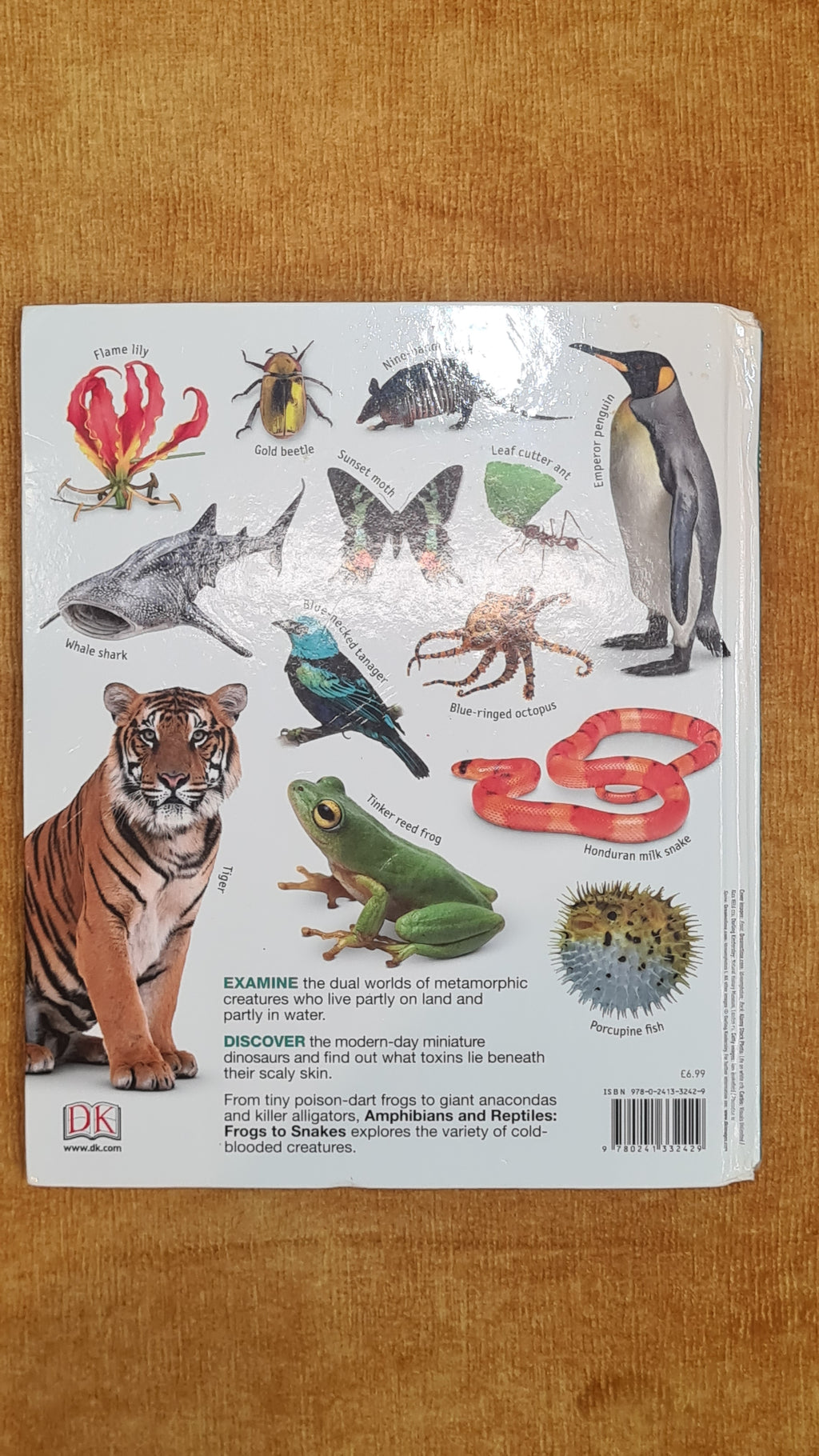 Amphibians and reptiles: frogs to snakes