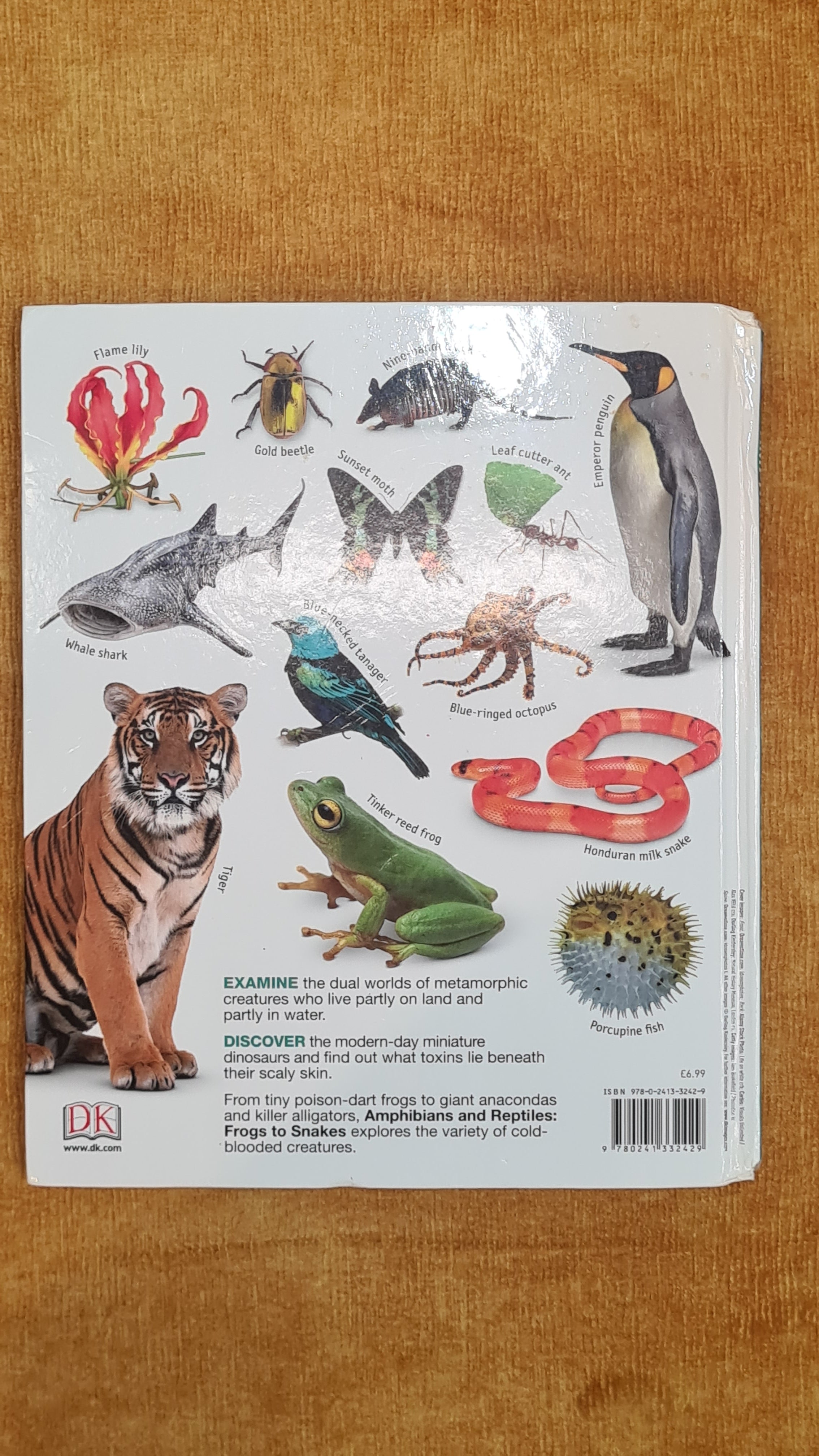 Amphibians and reptiles: frogs to snakes