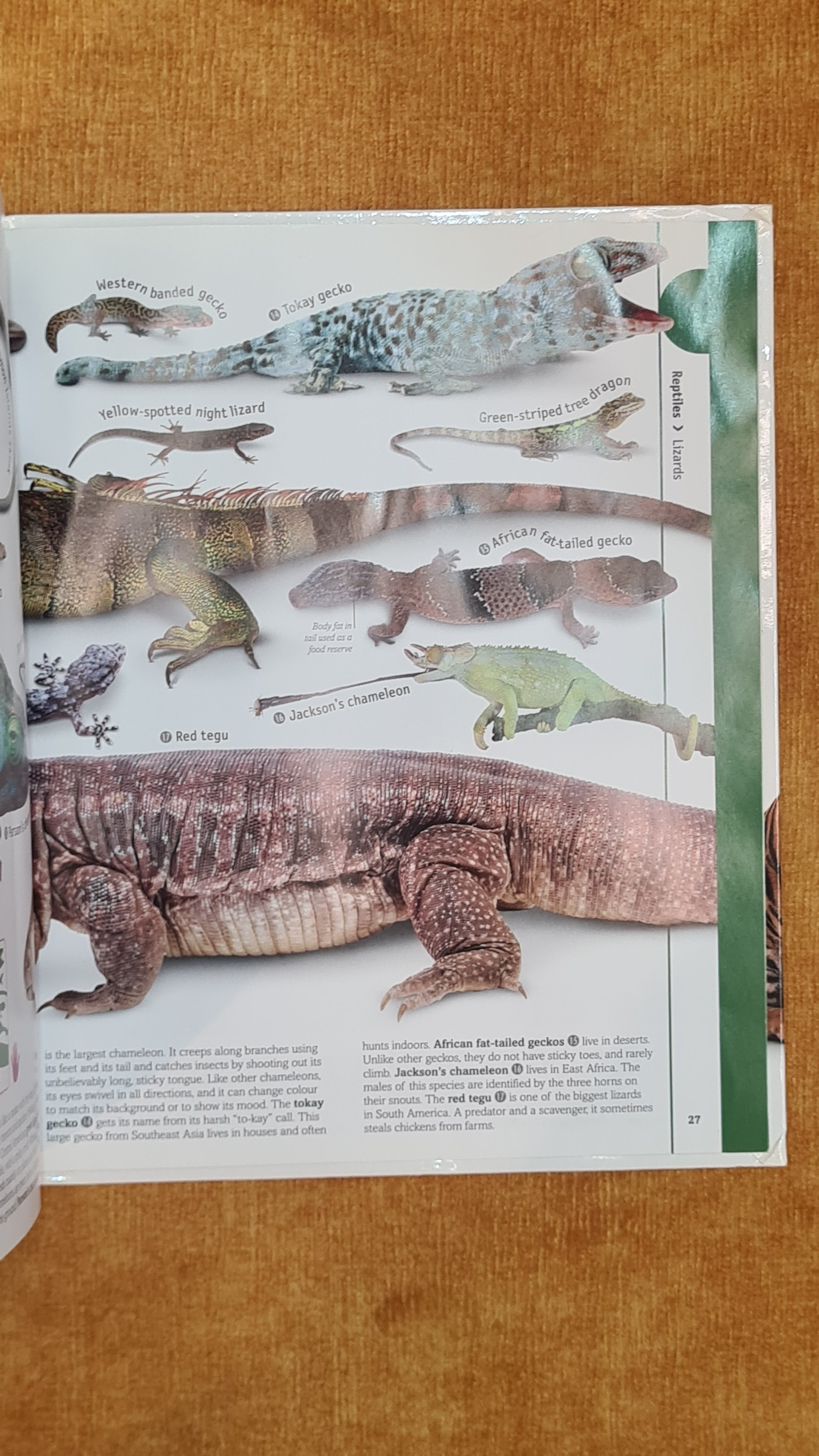 Amphibians and reptiles: frogs to snakes