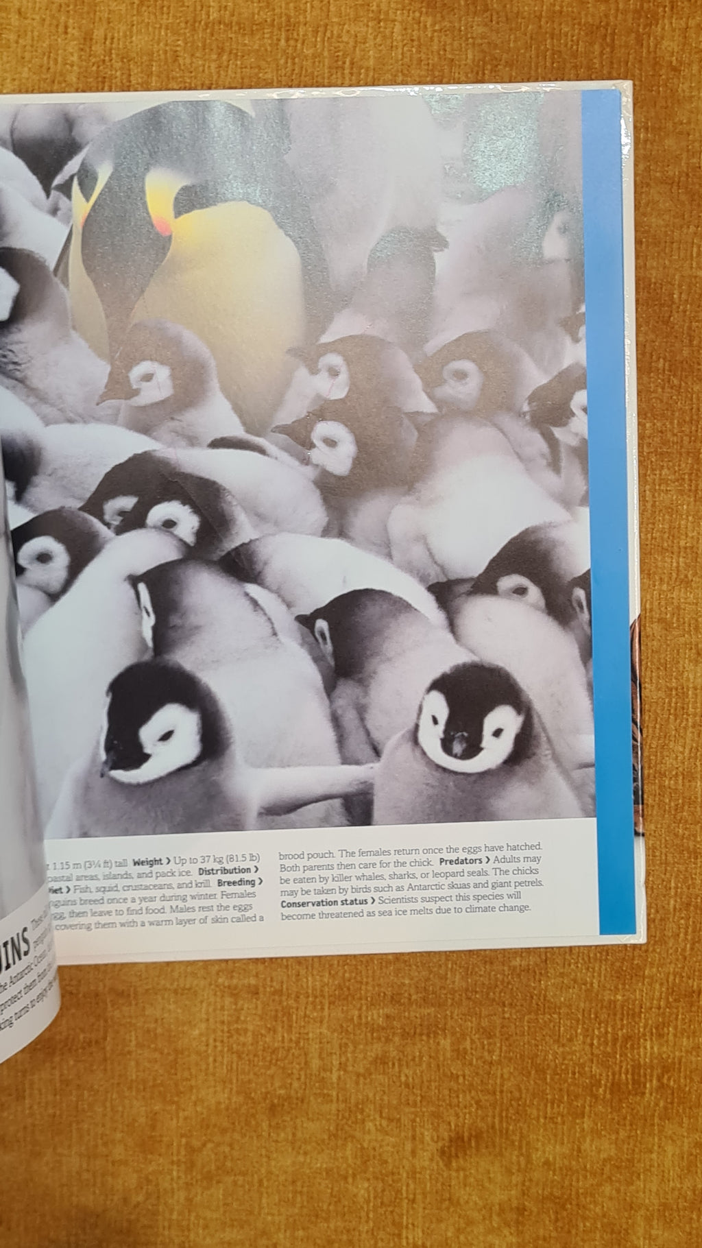 Birds: Penguins to Flamingos