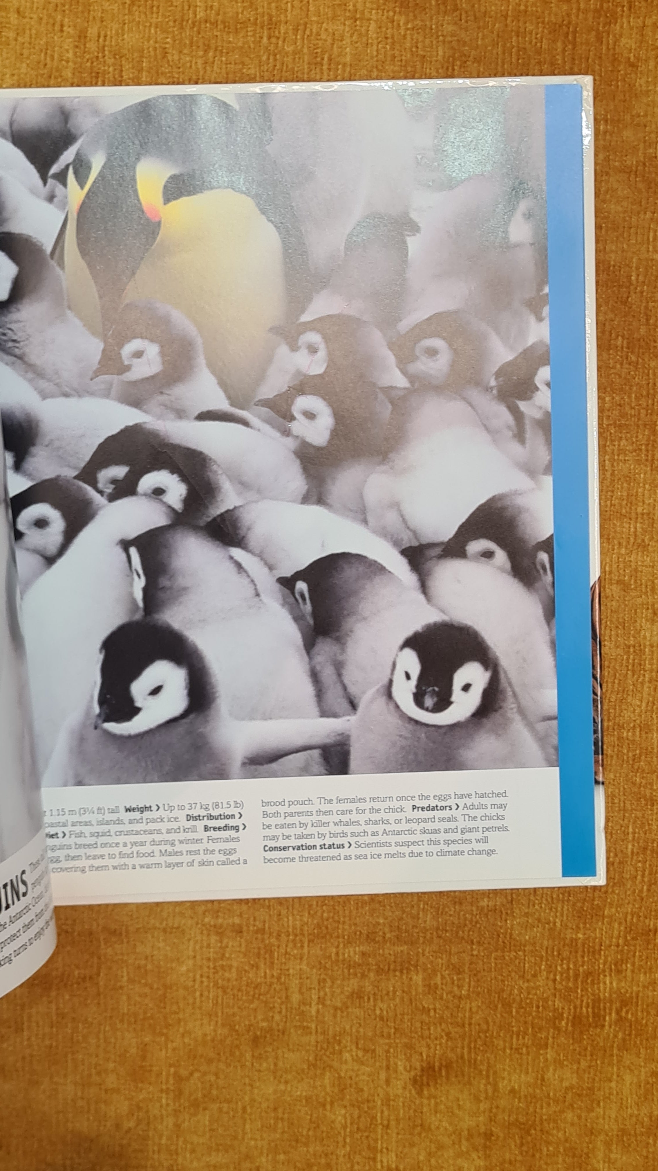 Birds: Penguins to Flamingos