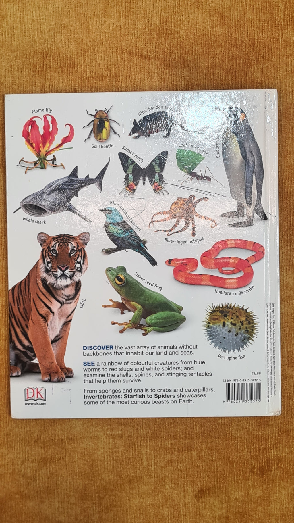 Invertebrates: Starfish to Spiders