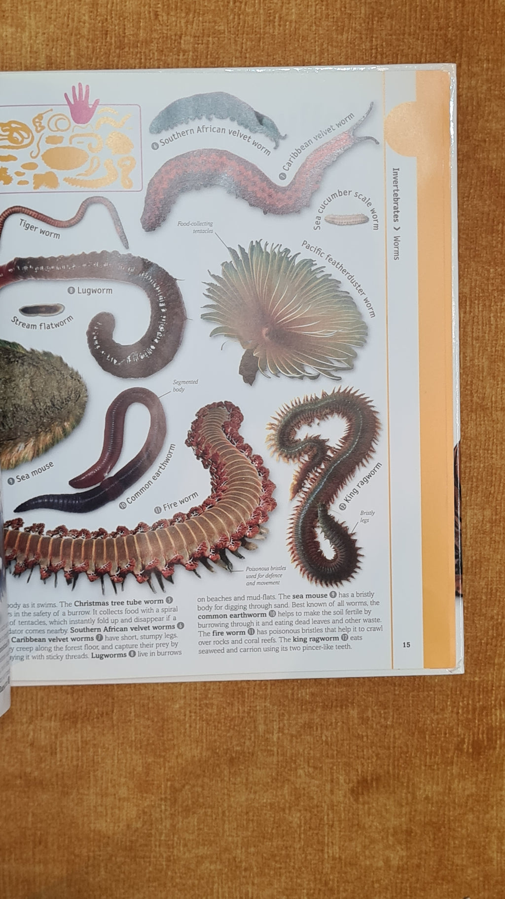 Invertebrates: Starfish to Spiders
