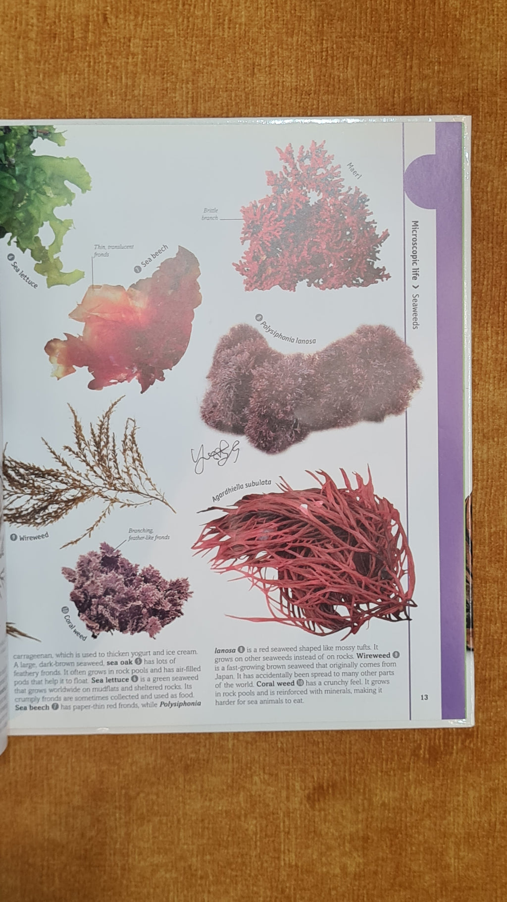 Fungi and plants: Mushrooms to Trees