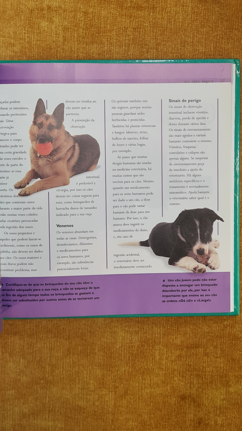 101 Questions Your Dog Would Ask You