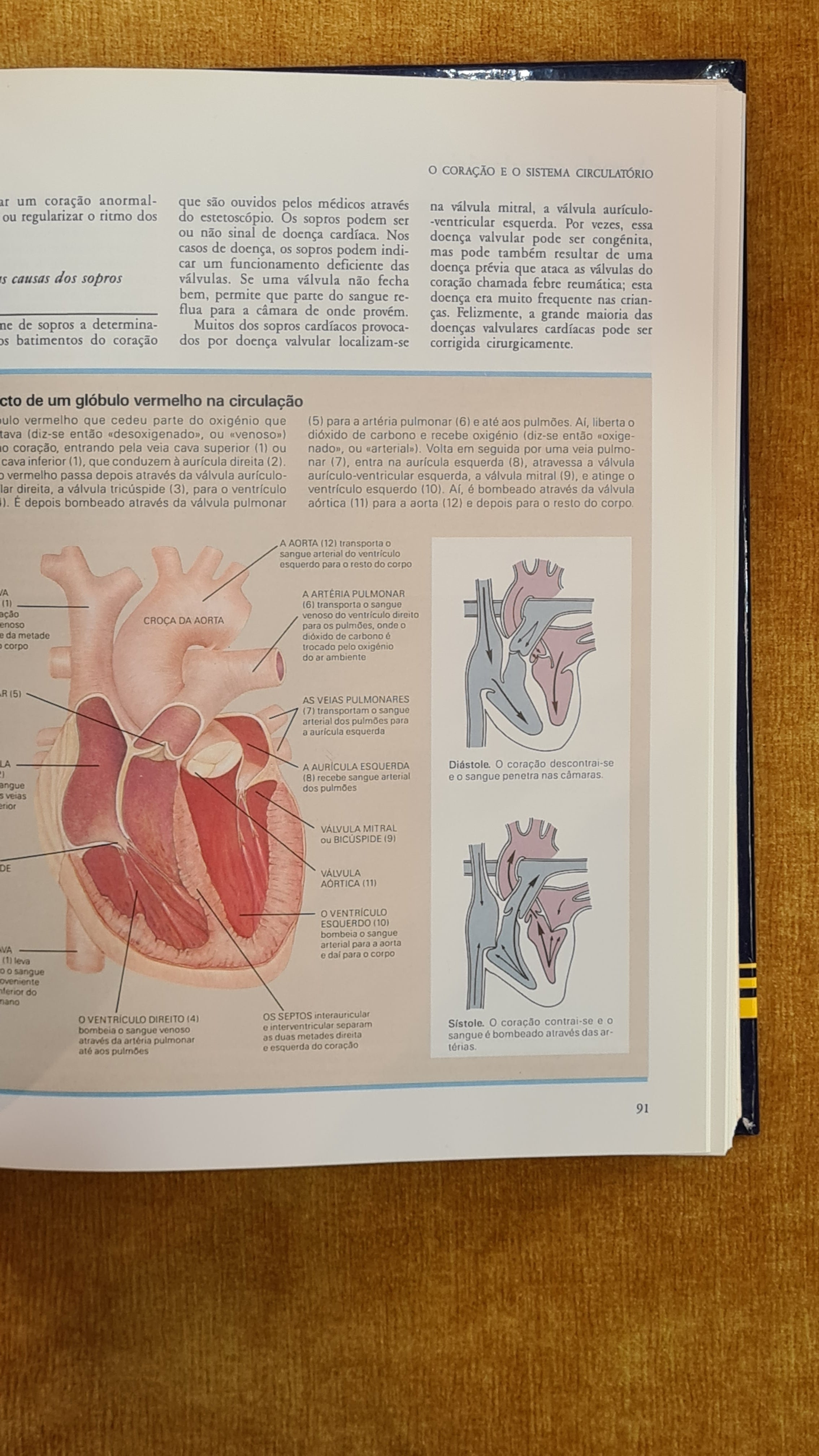ABC of the human body