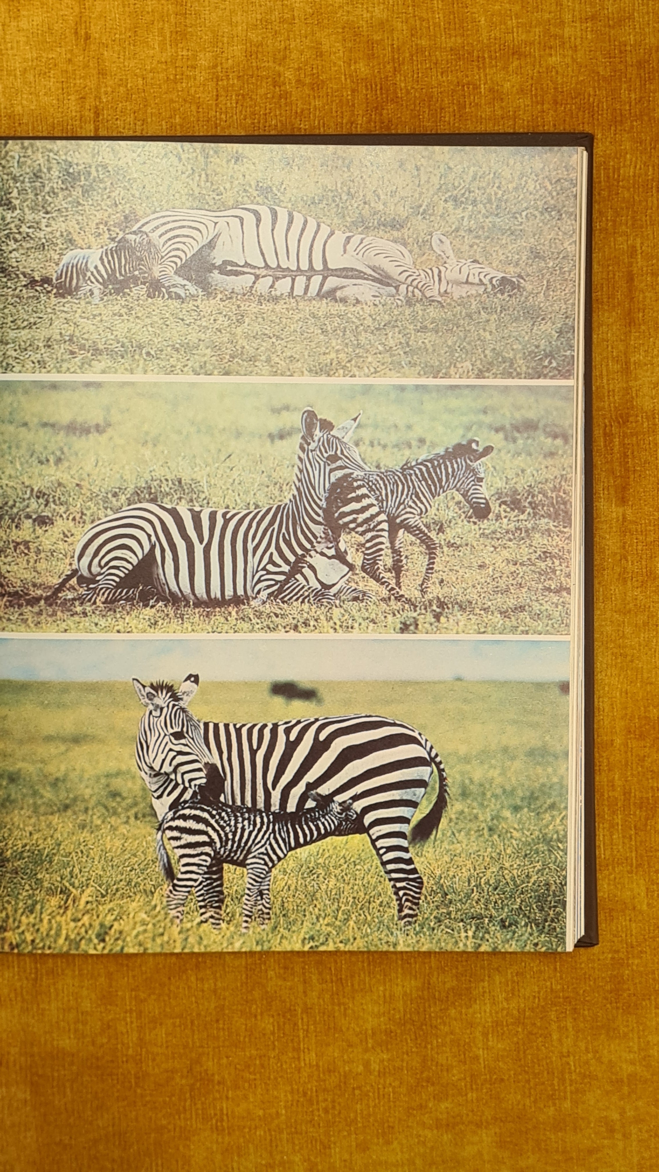 A Fauna