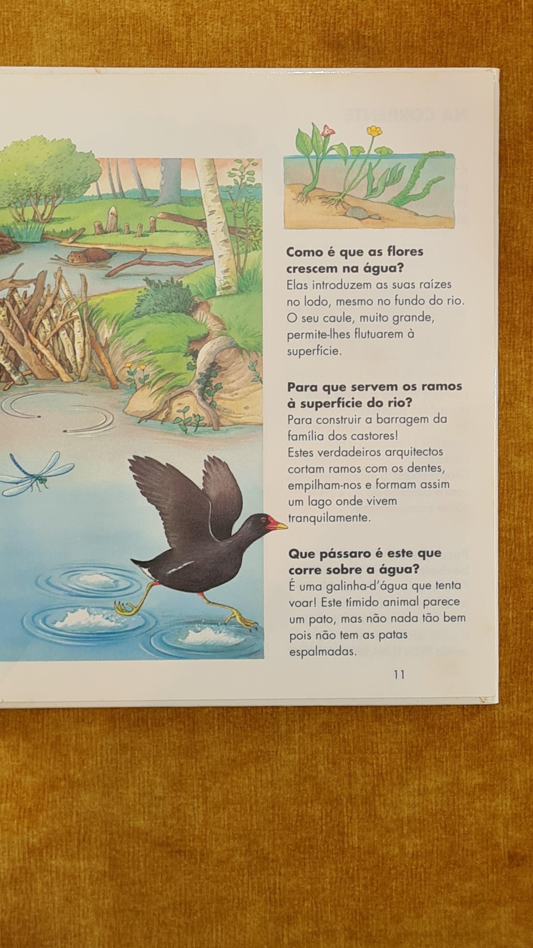 The river - Questions-Answers 3/7 years