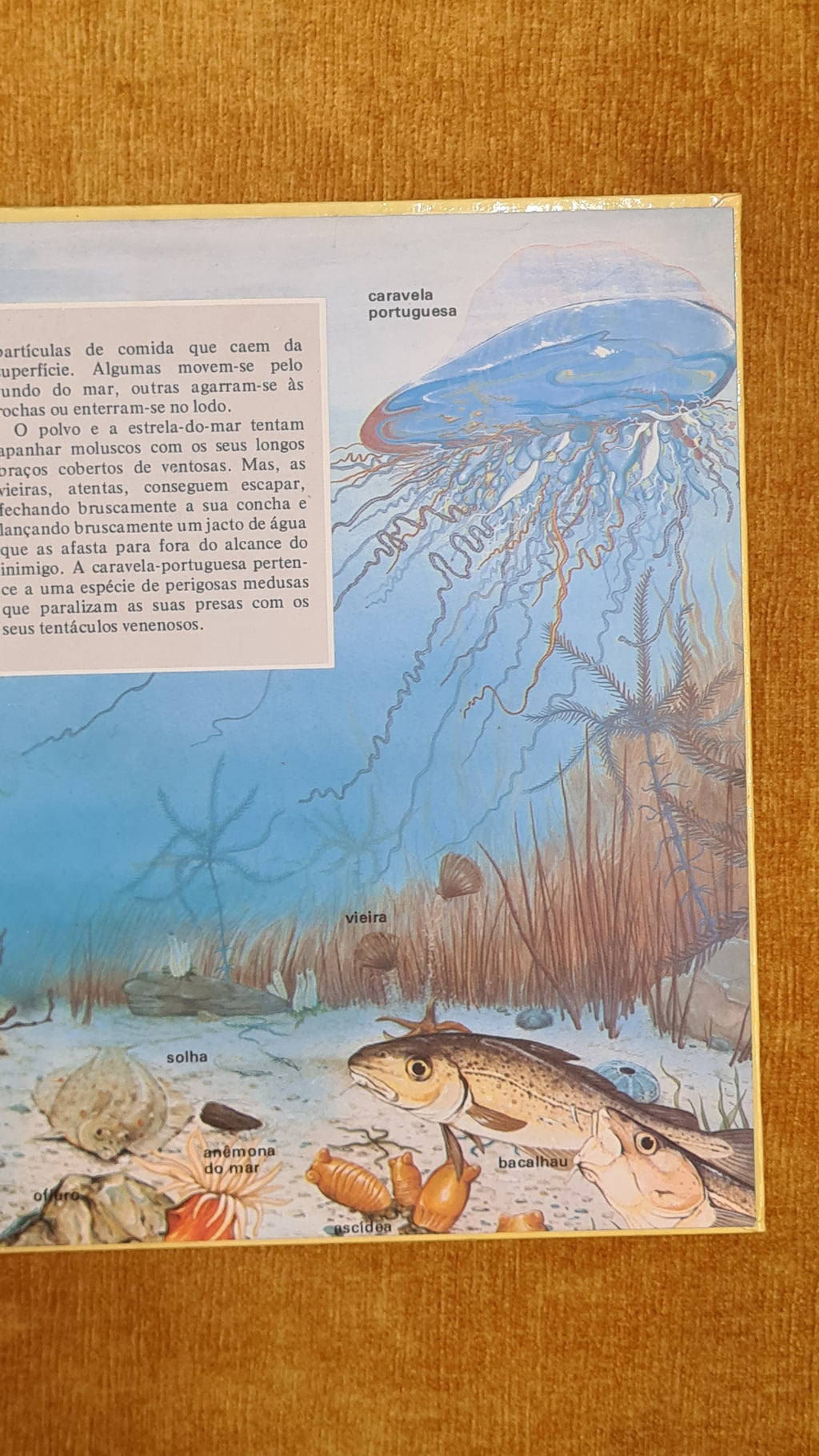 Exploring: The underwater world