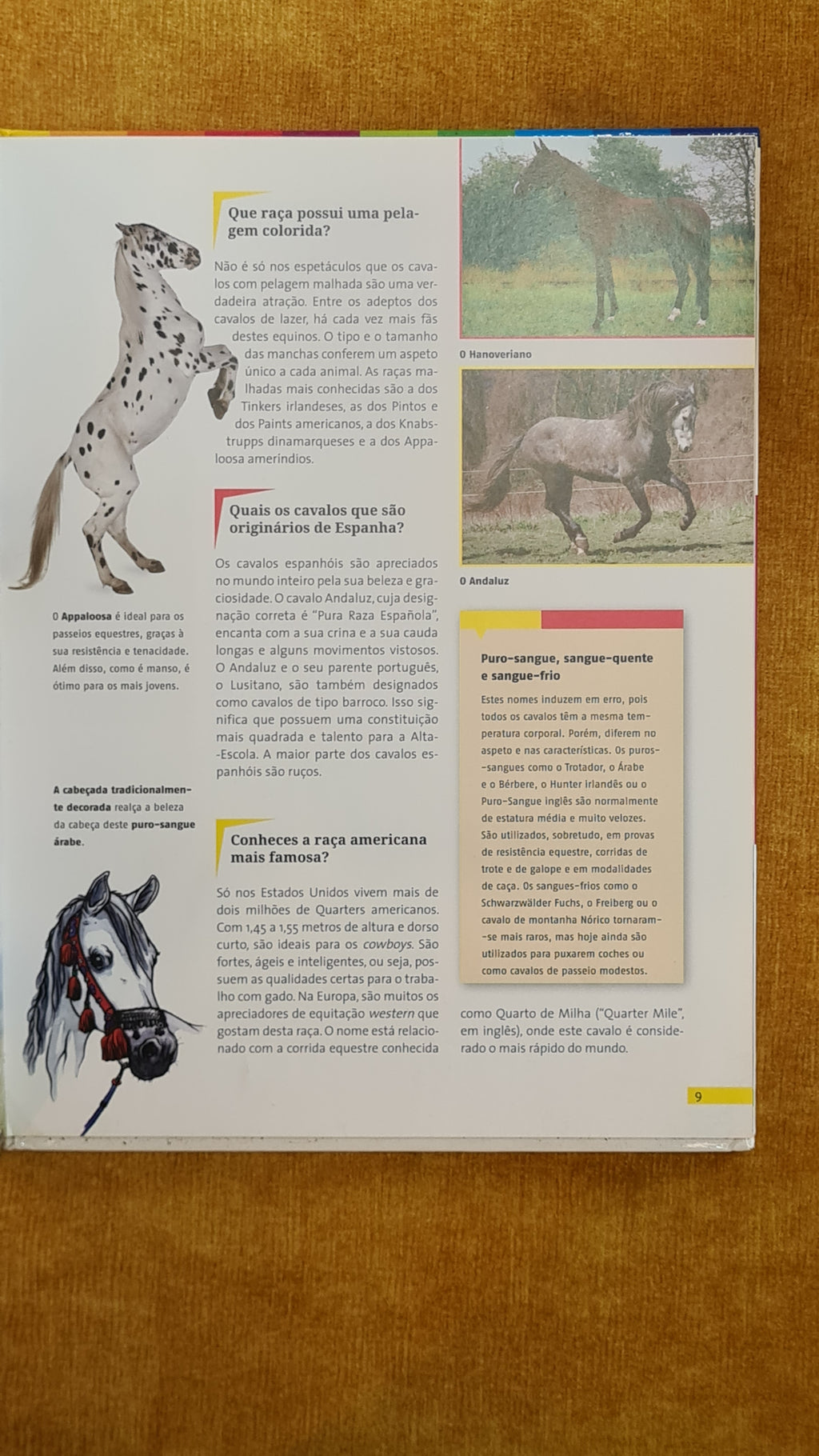 Os cavalos - Aprender é Genial 4