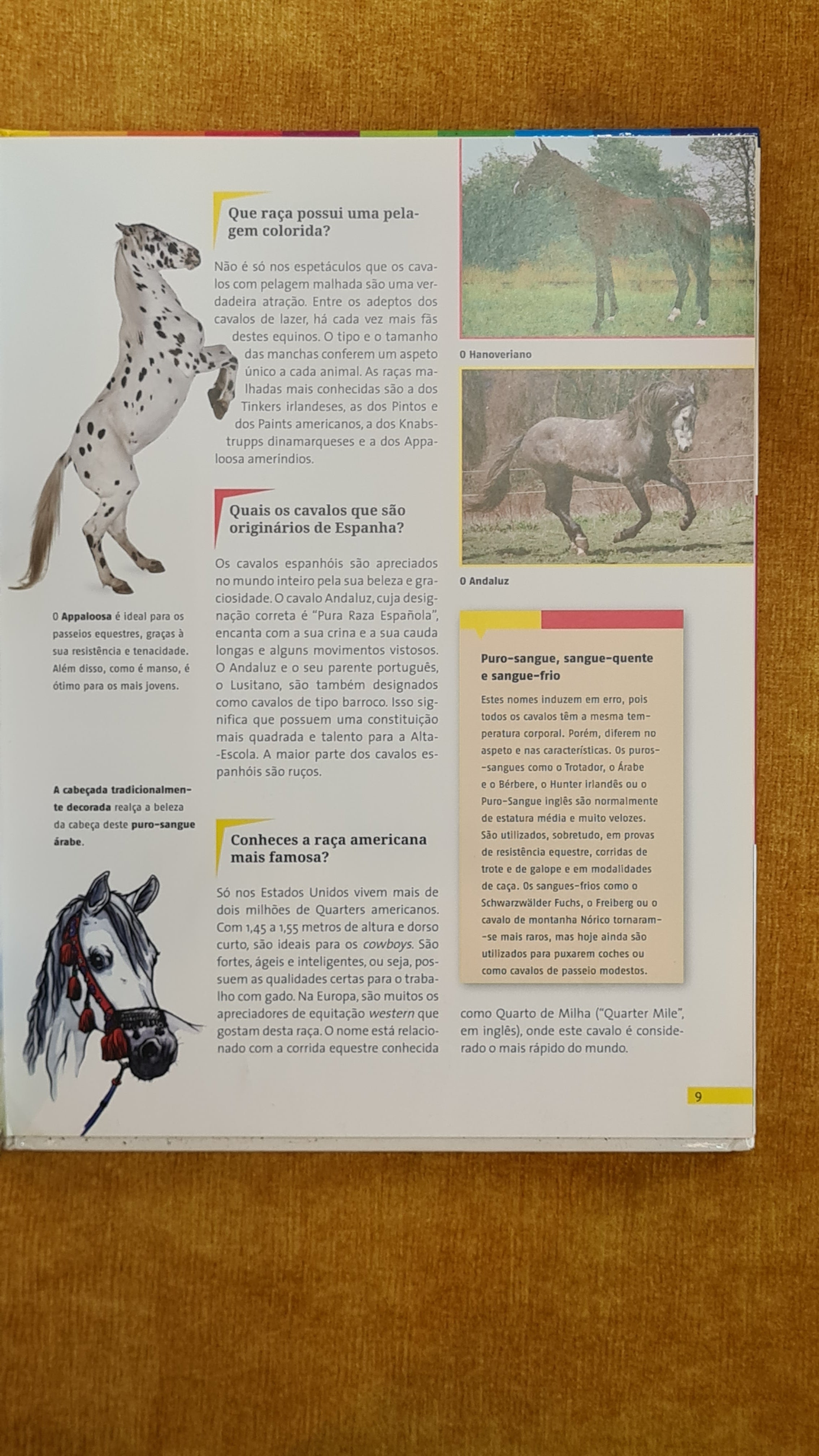 Horses - Learning is Awesome 4