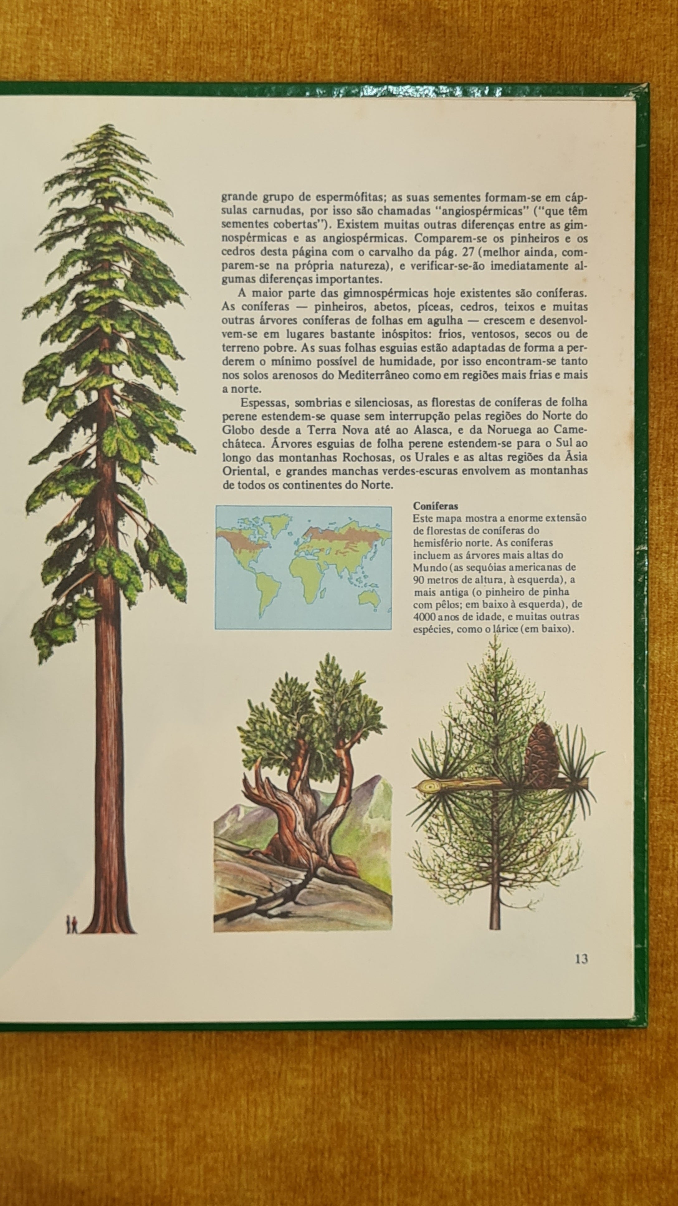 Plant Life - See & Know 9