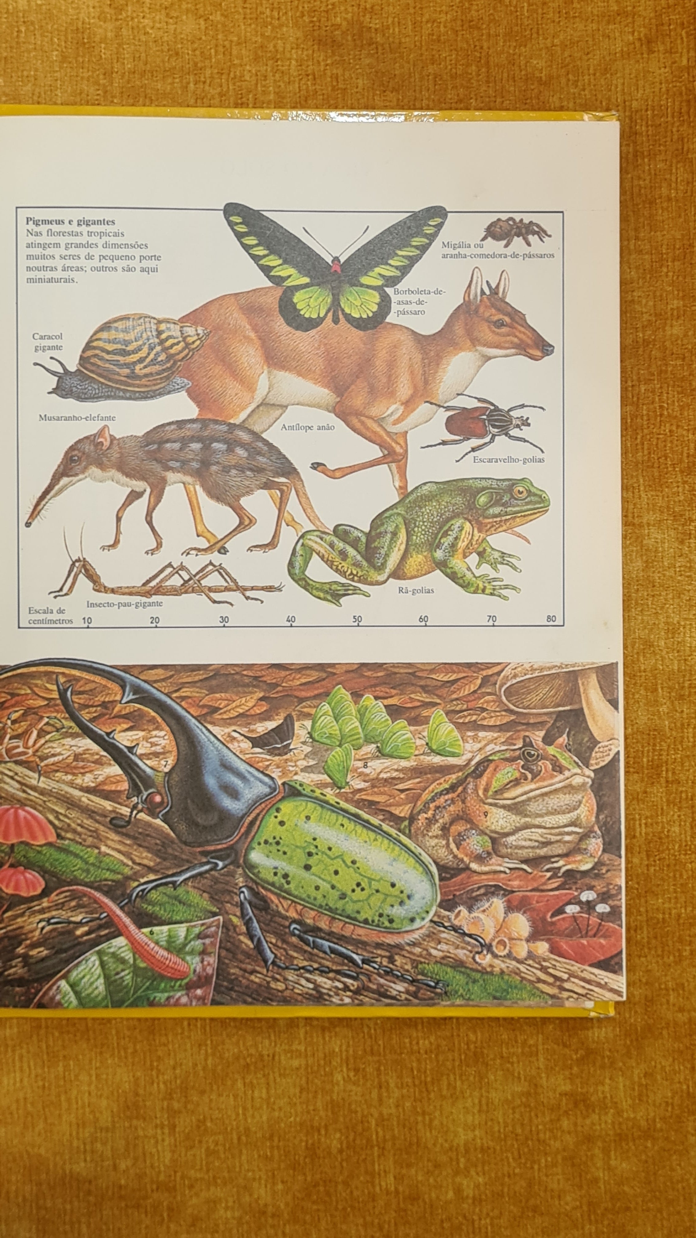 Jungle Life - See & Learn 6