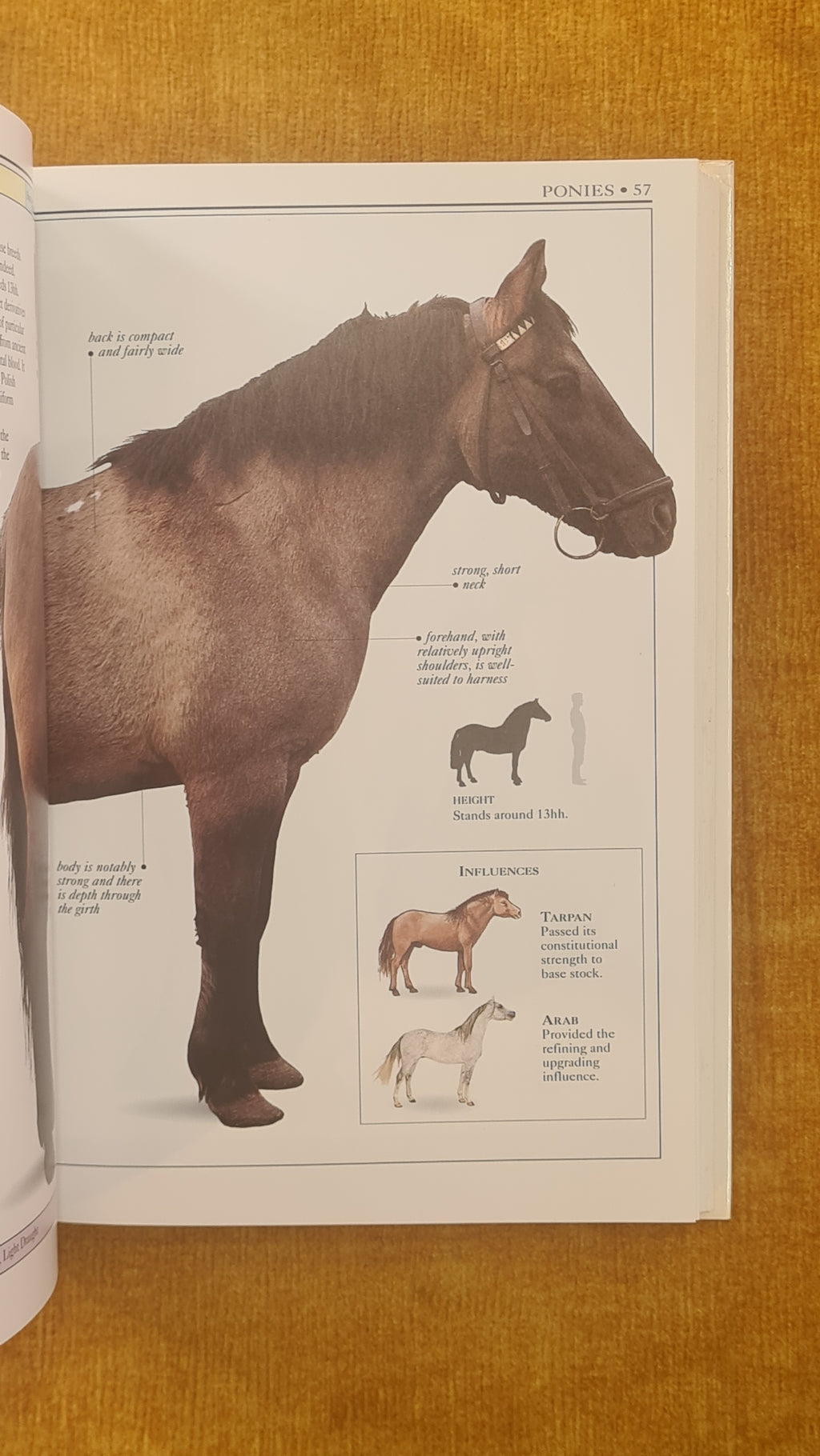 Horses: The visual guide to over 100 horse breeds from around the world