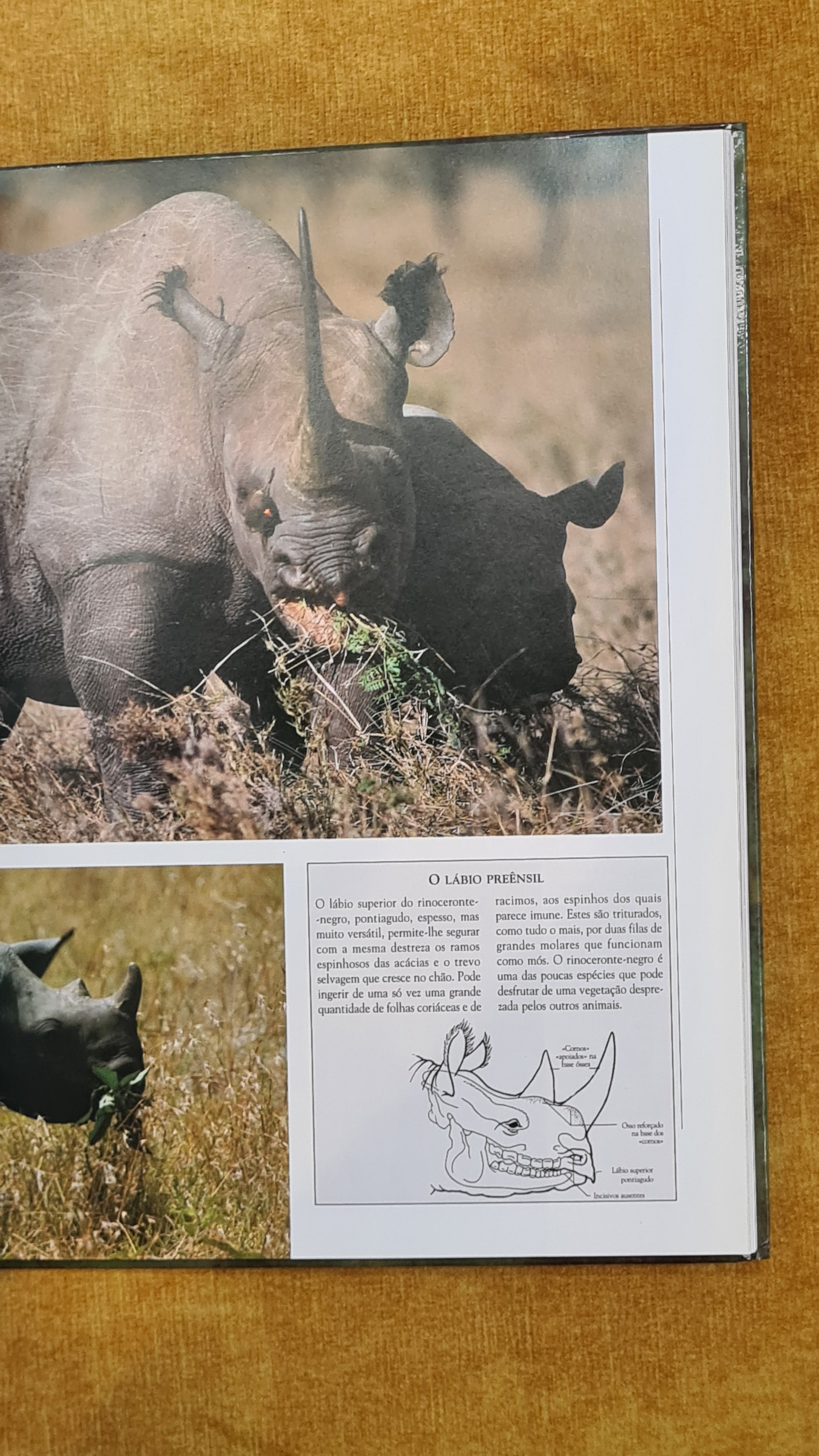 Animais da Savana - Vida Selvagem